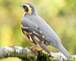 varied thrush 6 thumbnail graphic